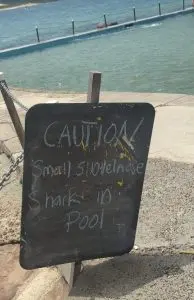 Sign next to the pool saying "Caution: Small Shovelnose Shark in Pool"